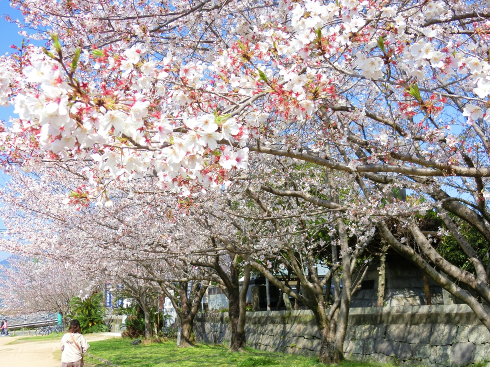 熊本県護国神社の桜