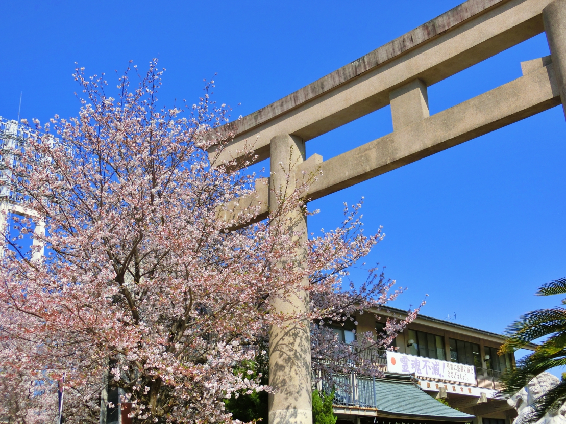 熊本県護国神社の桜