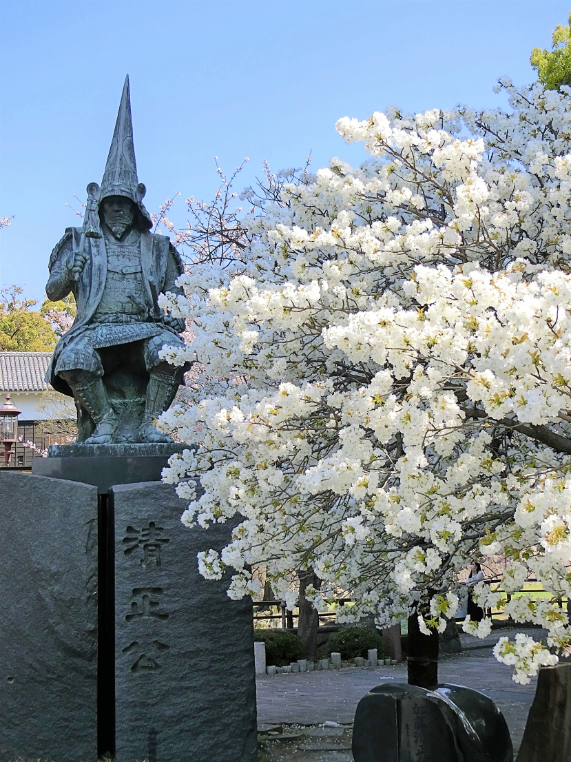 加藤清正公像と桜