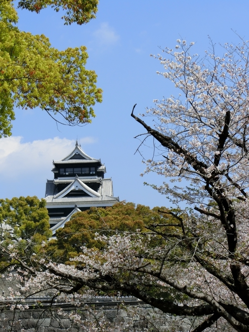 熊本城でお花見散歩