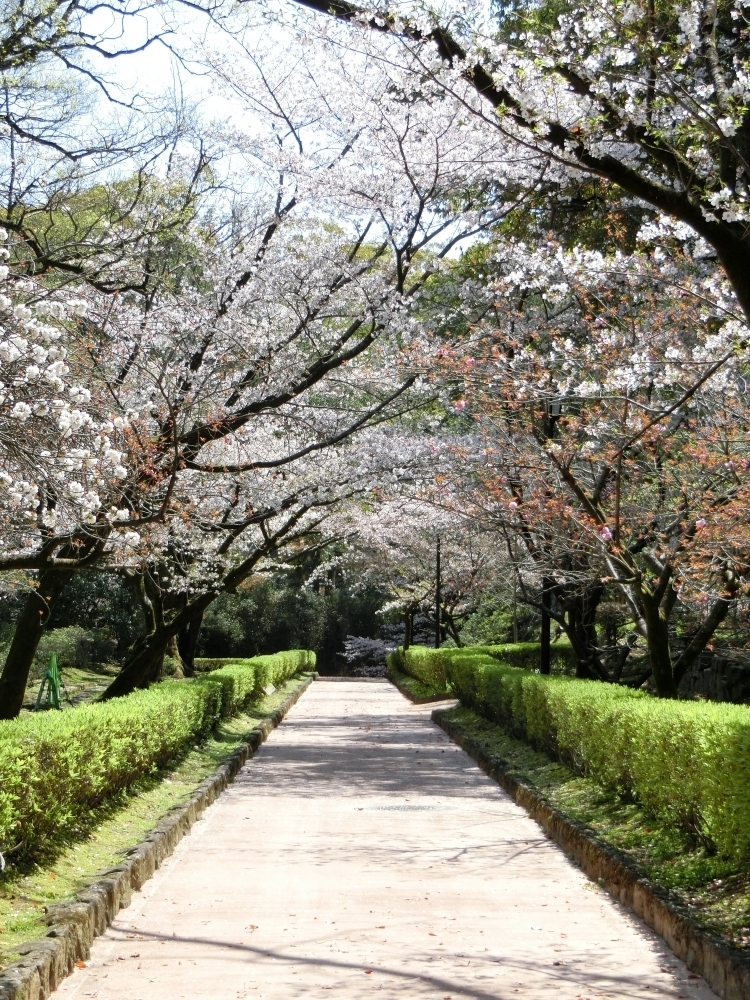 熊本城でお花見散歩