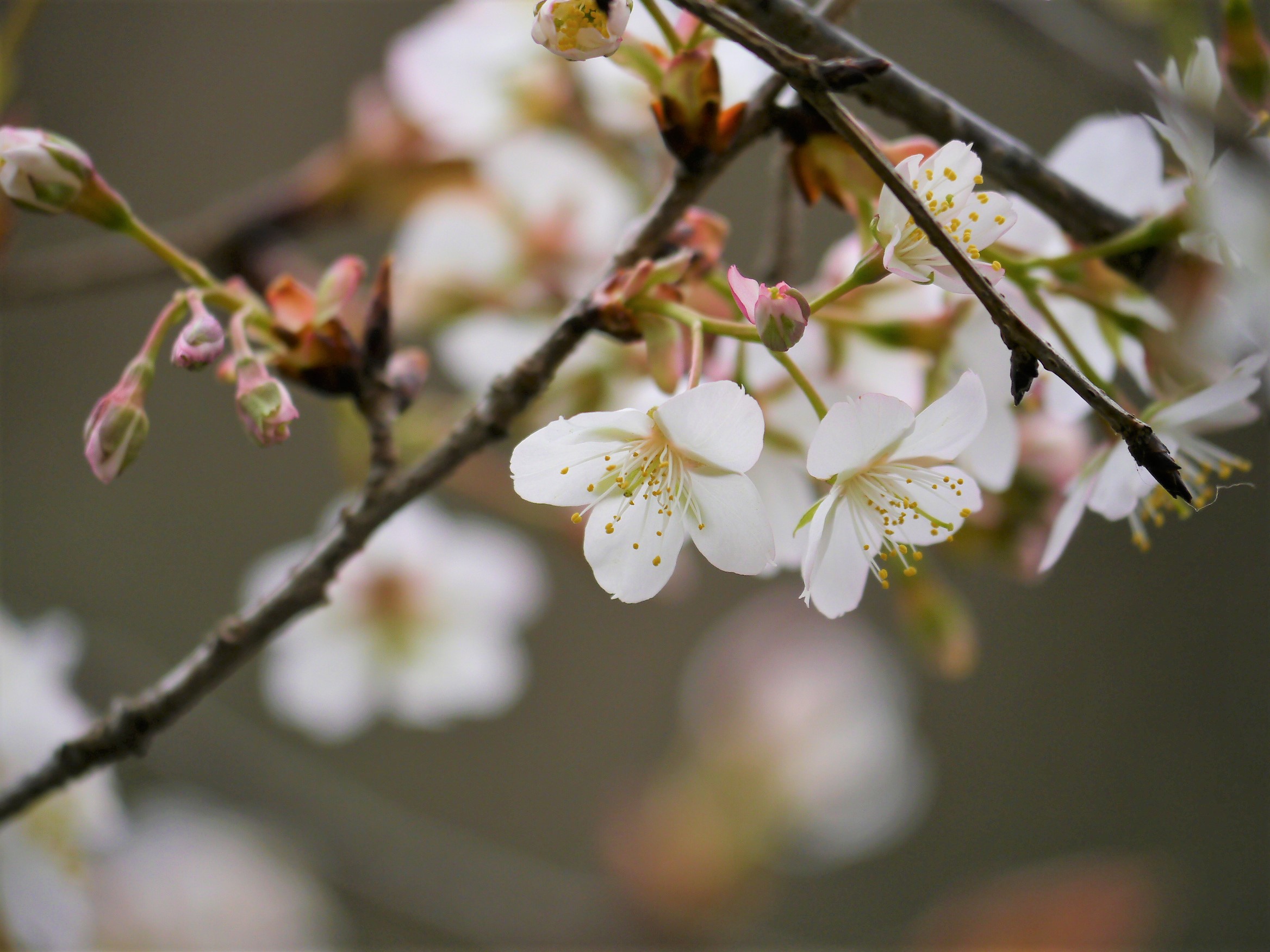 八景水谷公園の早咲き桜