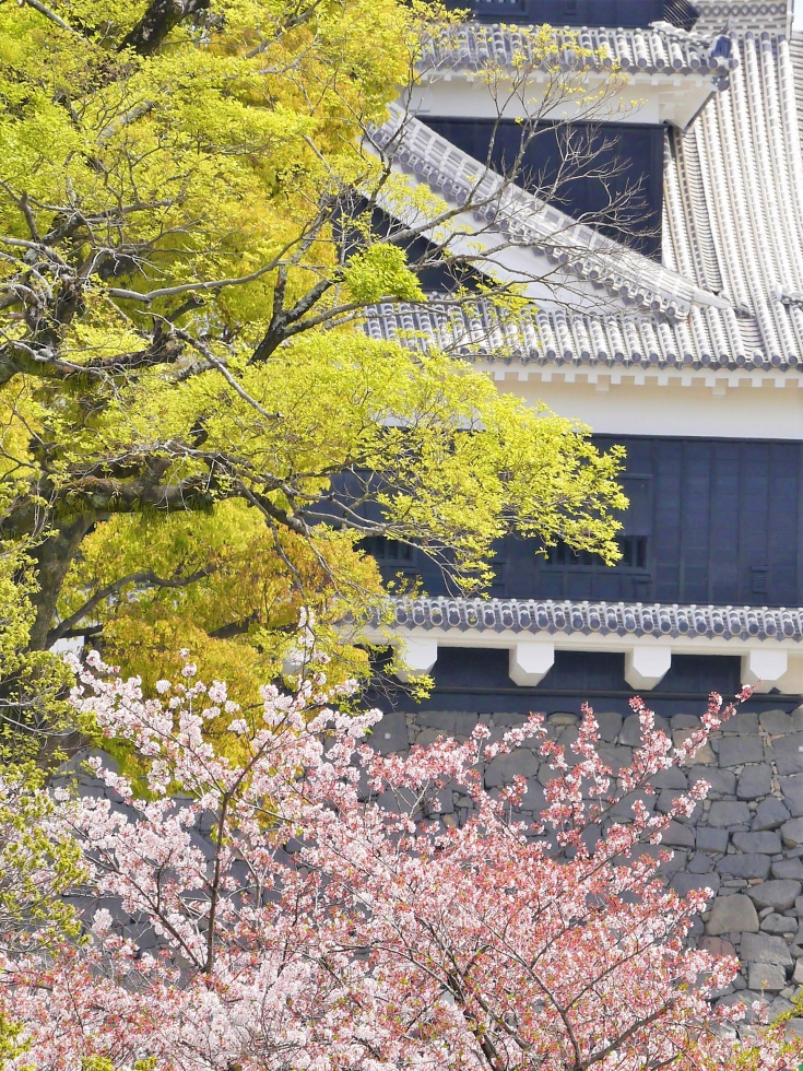 春の熊本城と桜