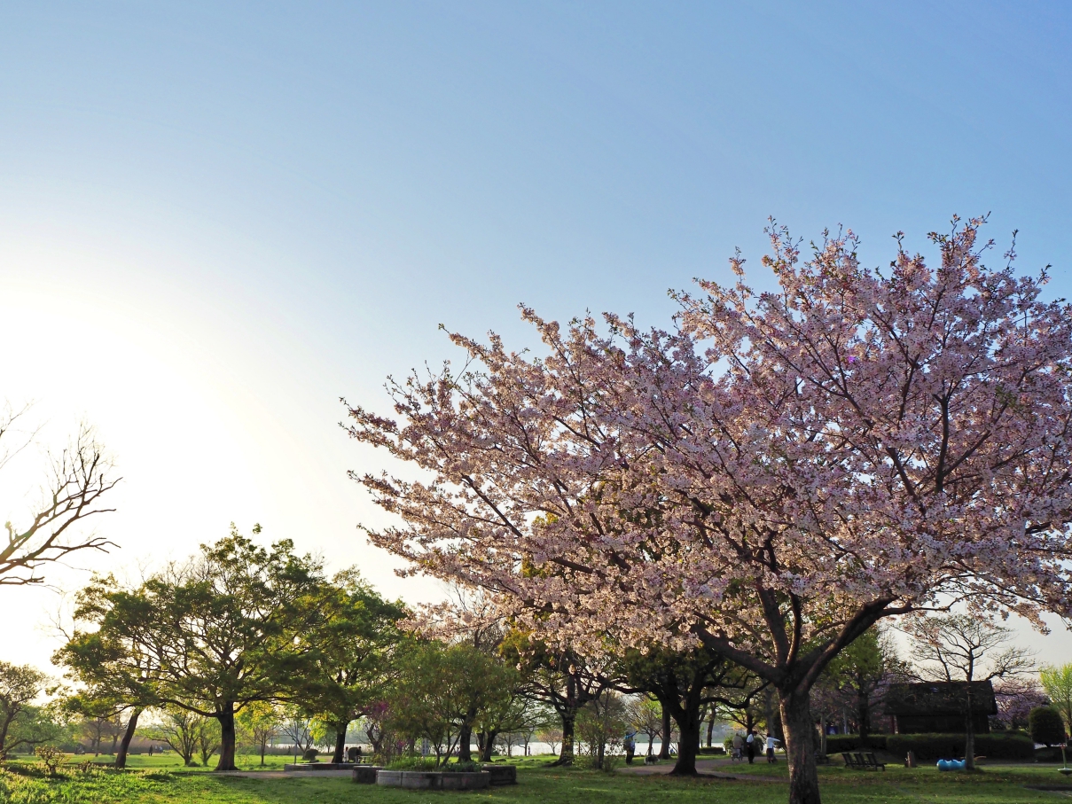 水前寺江津湖公園の桜